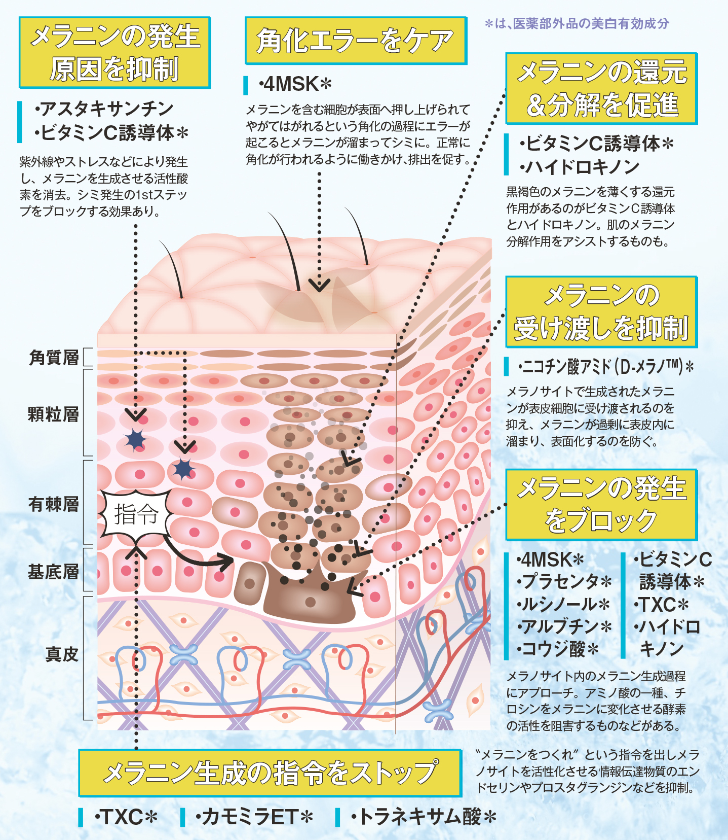 Ｑ．美白コスメはなぜ効くの？ 美白成分って肌に何をしてくれるの？