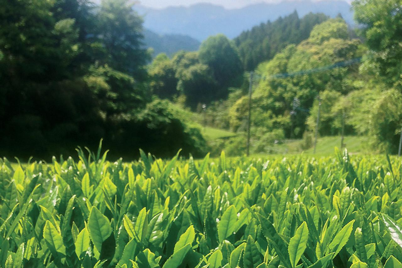 「八女が私の日本茶の原点」