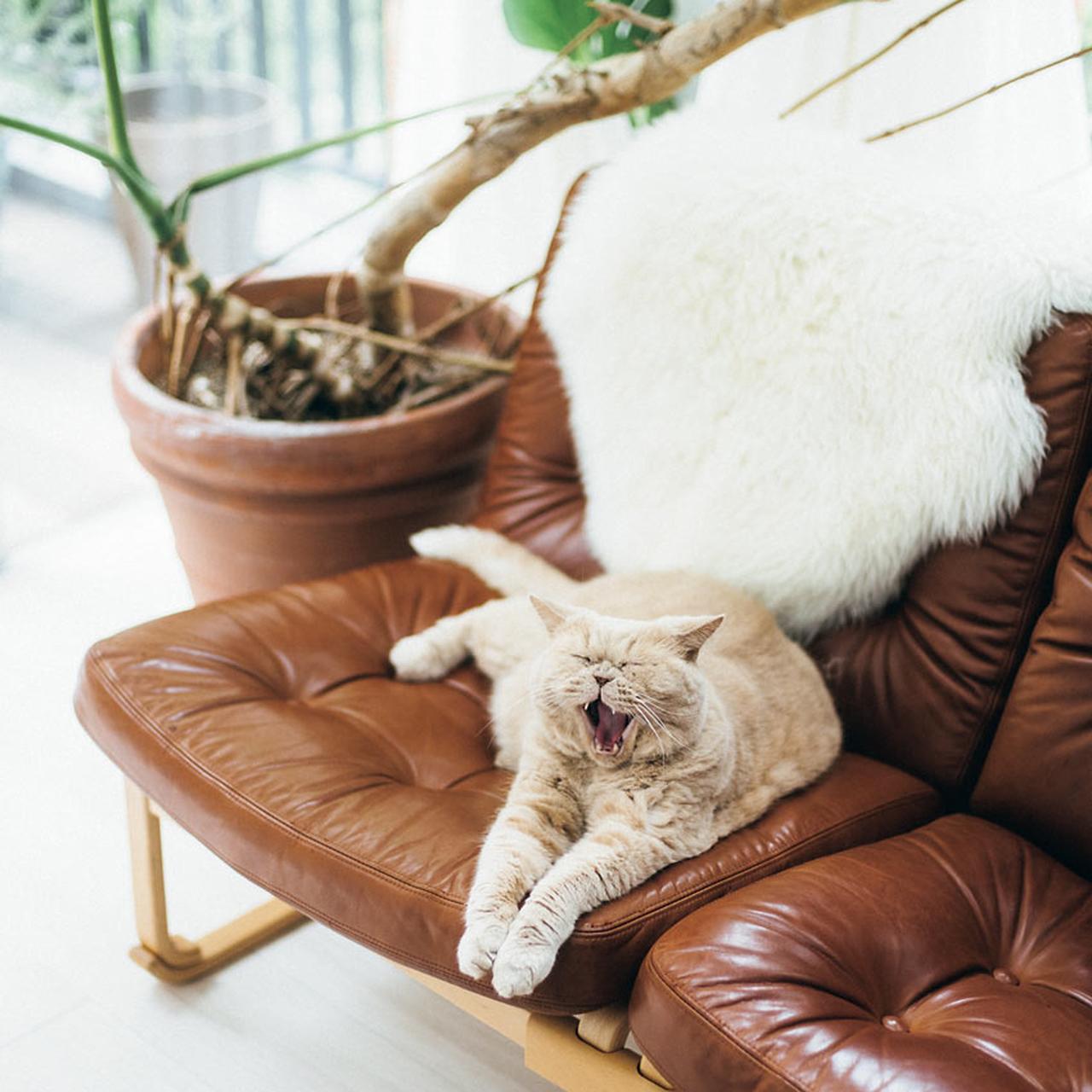 愛猫チャイくんのお気に入りは革張りのソファ