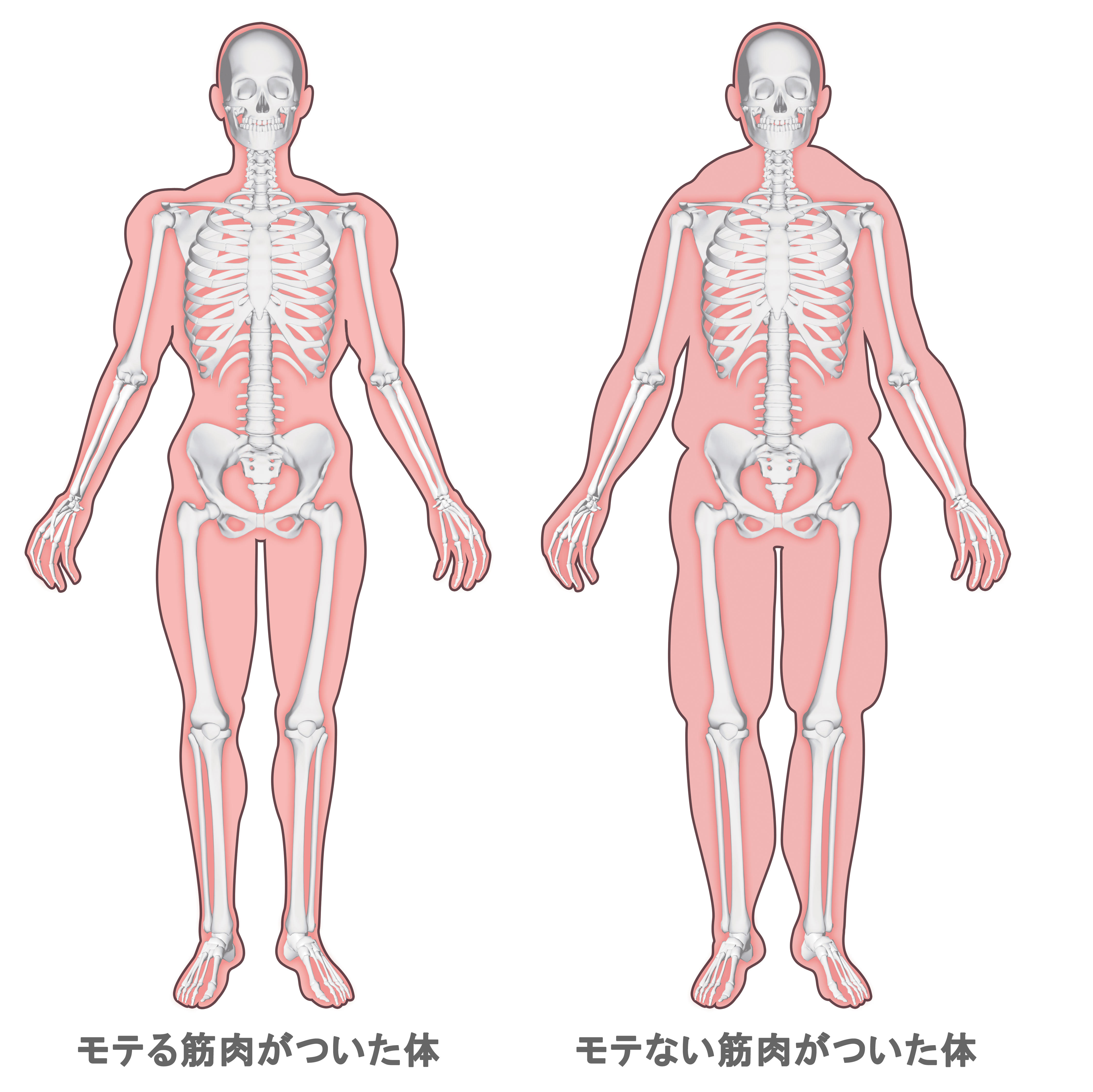 筋肉には「モテる筋肉」と「モテない筋肉」がある！