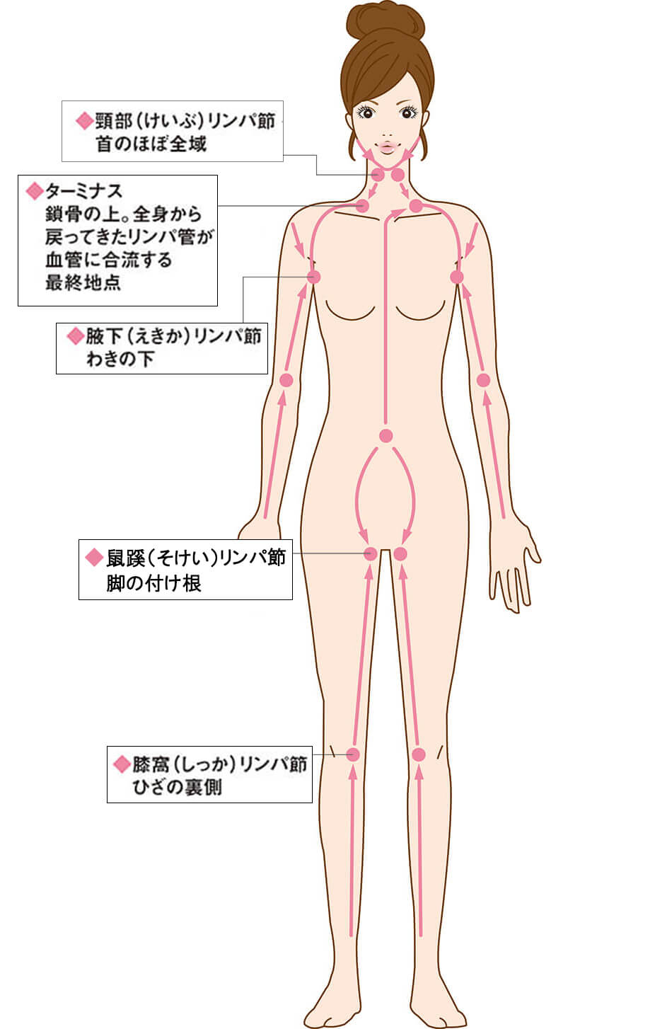 リンパのフィルターであるリンパ節に向かってブラッシング