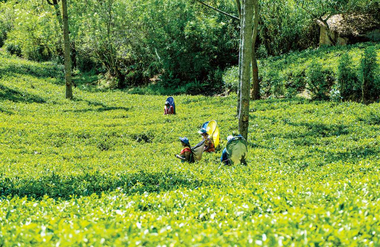 “世界の紅茶王” サー・トーマス・リプトンが 産地として見出した高原地帯を訪問！